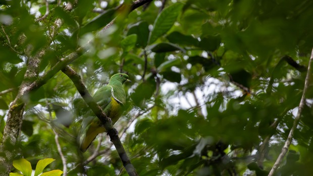 Deep in the heart of Noumea – Birding in ancient forest