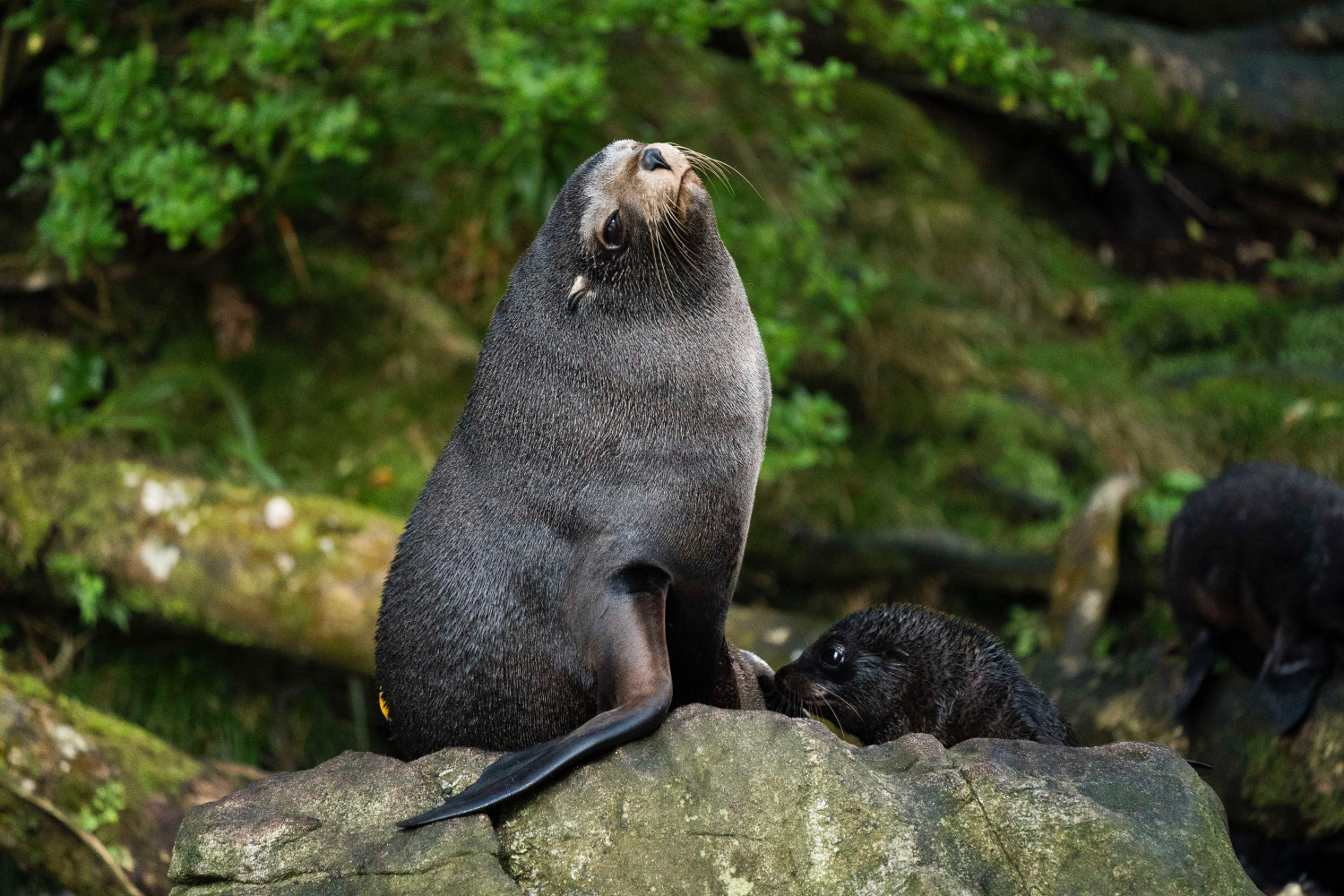 tourhub | Heritage Expeditions | Unseen Fiordland and Stewart Island 