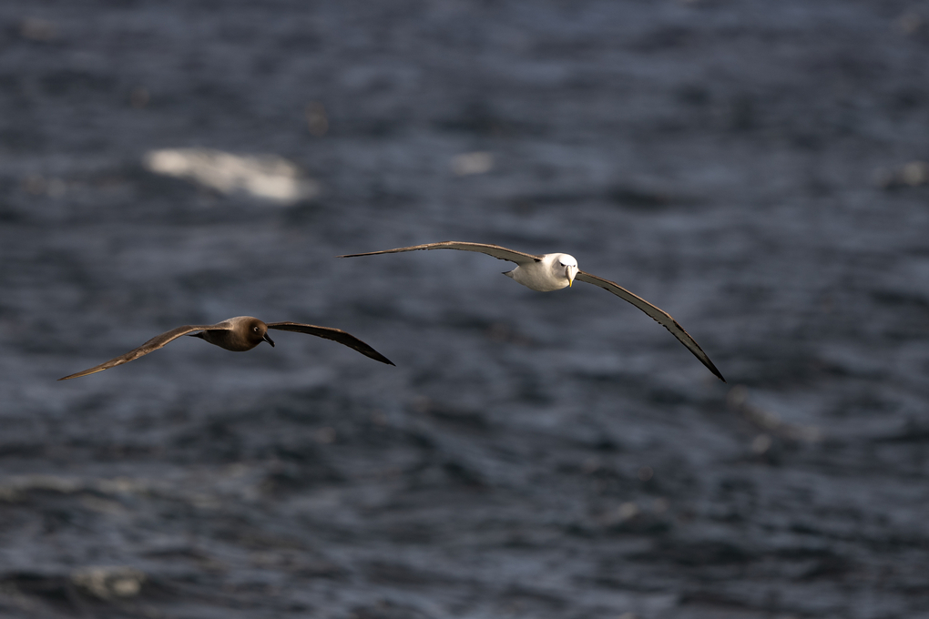 tourhub | Heritage Expeditions | Birding Down Under 