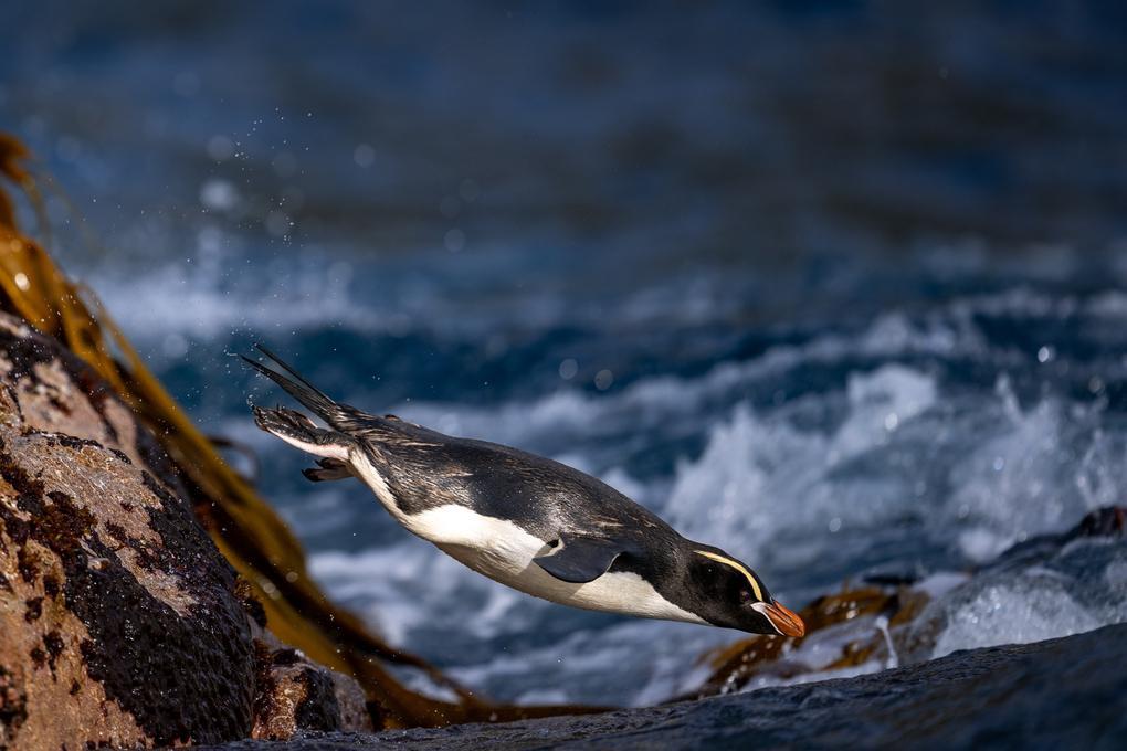 tourhub | Heritage Expeditions | Birding Down Under 