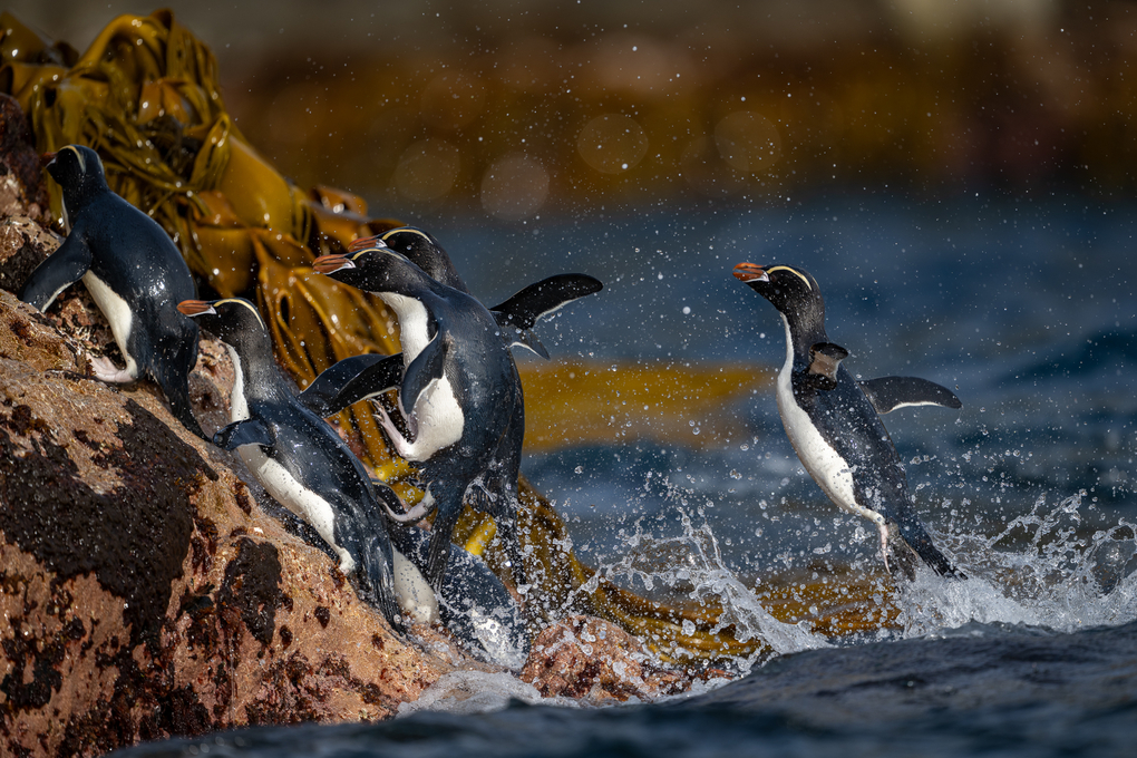 tourhub | Heritage Expeditions | Birding Down Under 