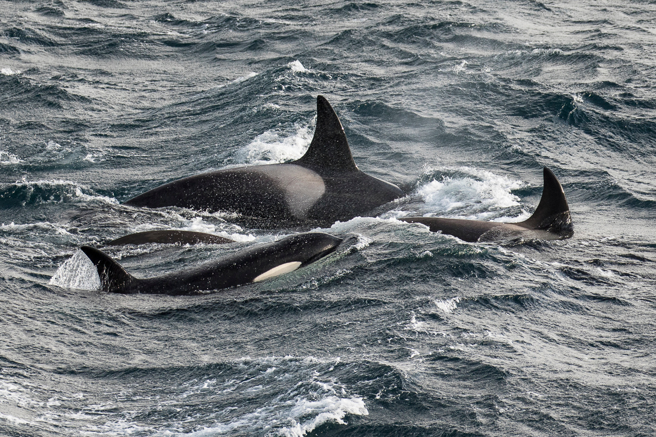 tourhub | Heritage Expeditions | Galapagos of the Southern Ocean 