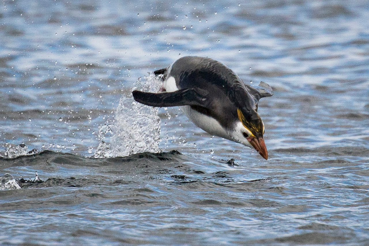 tourhub | Heritage Expeditions | Birding Down Under 