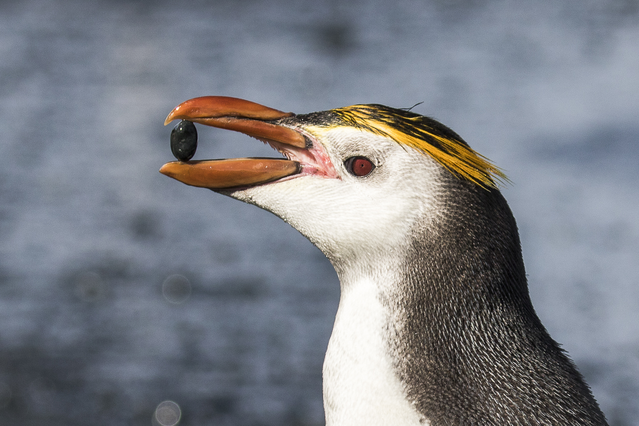 tourhub | Heritage Expeditions | Birding Down Under 