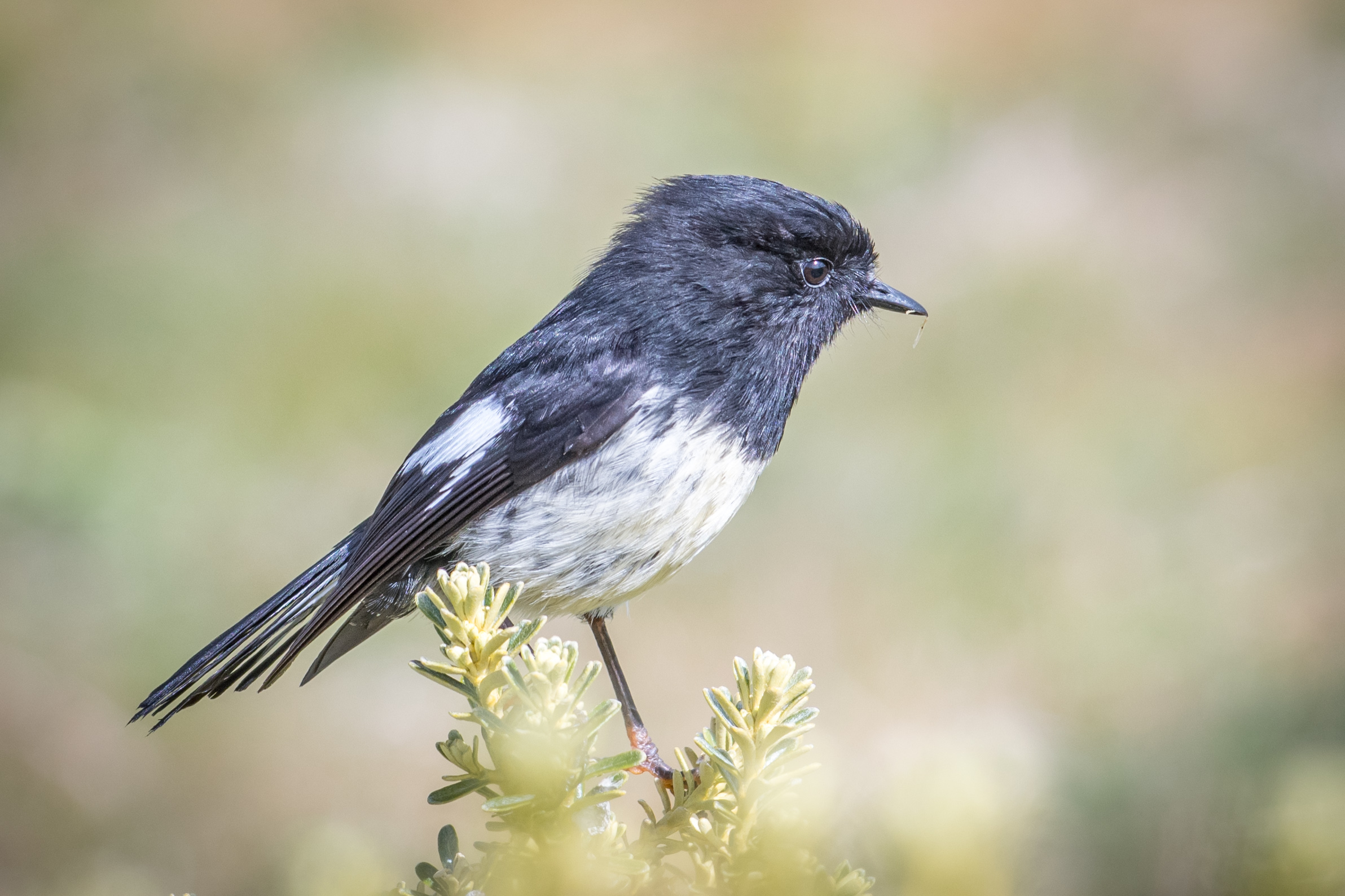 tourhub | Heritage Expeditions | Birding Down Under 