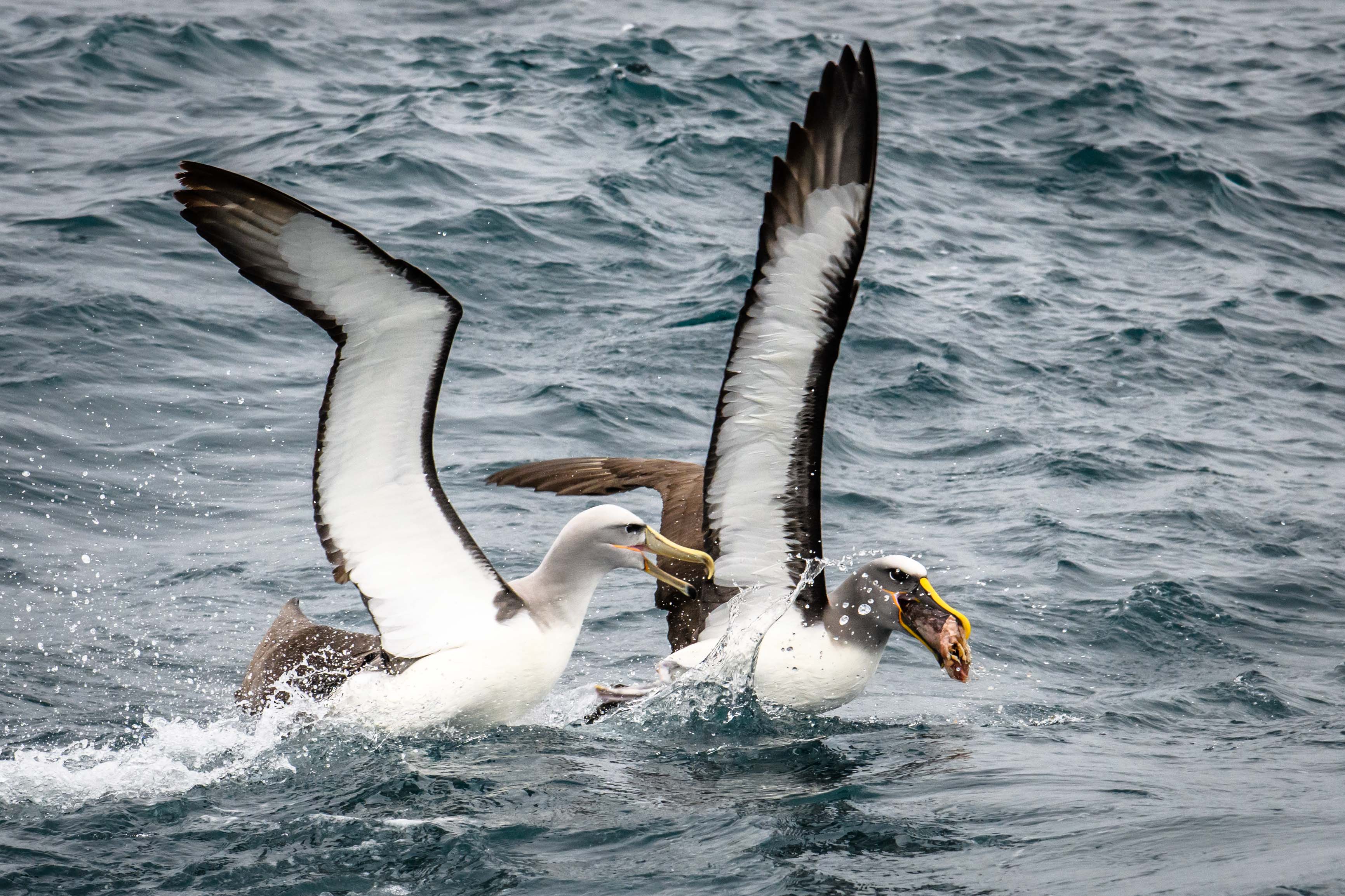 tourhub | Heritage Expeditions | Birding Down Under 