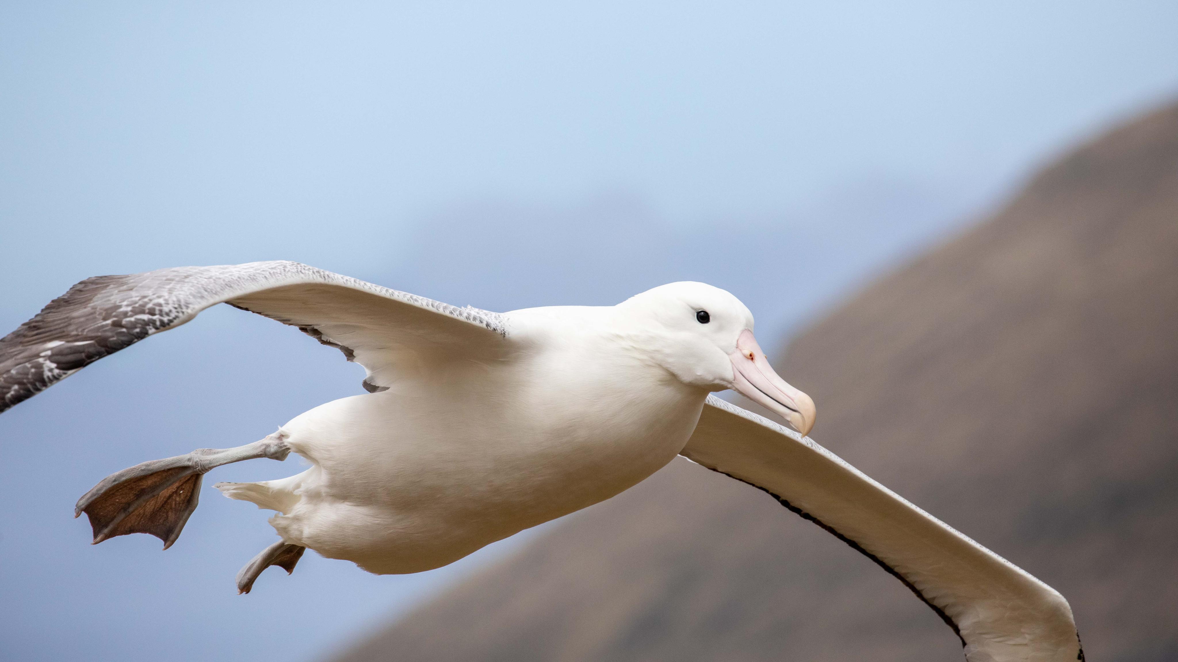 tourhub | Heritage Expeditions | Birding Down Under 