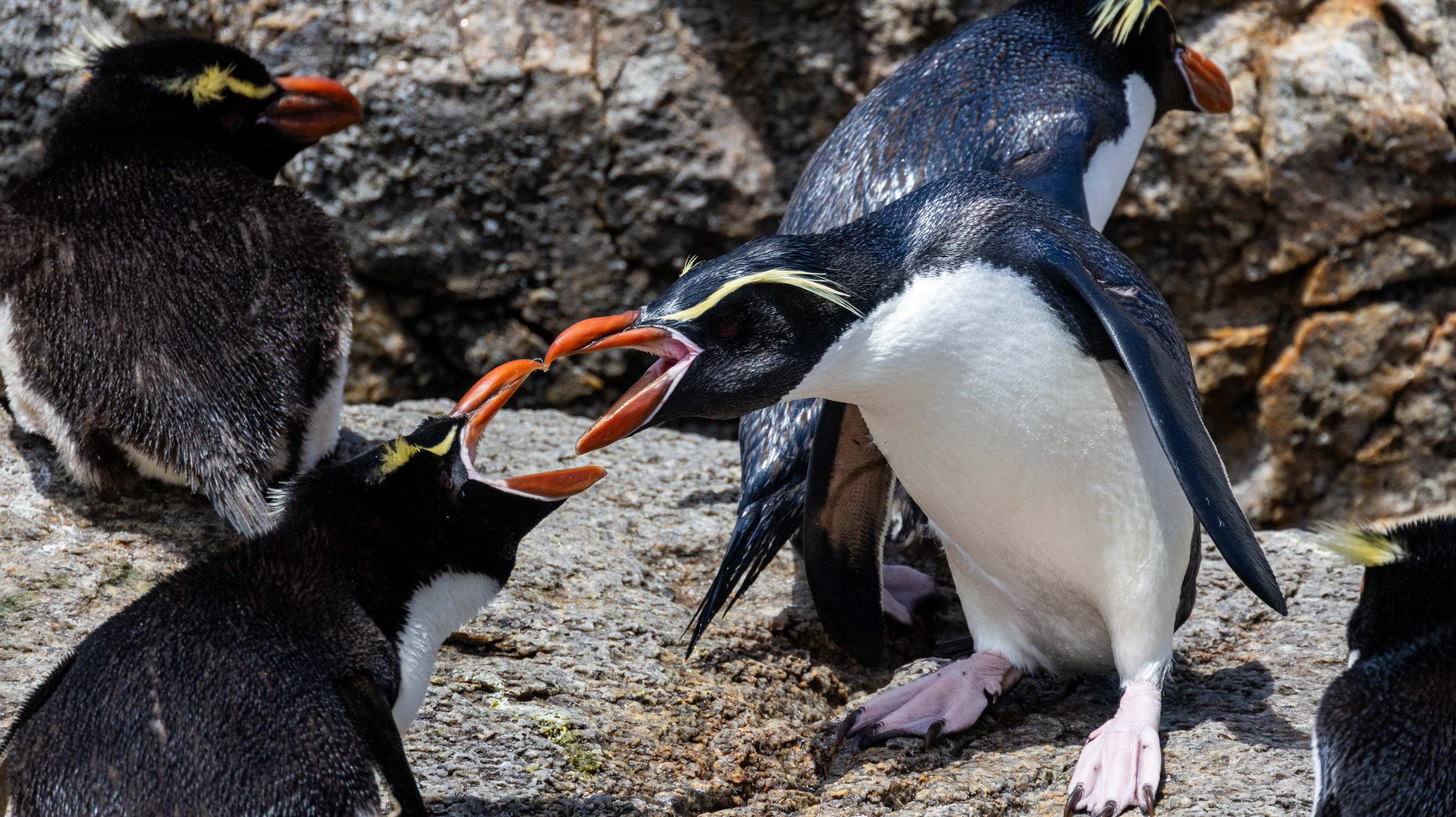 tourhub | Heritage Expeditions | Galapagos of the Southern Ocean 