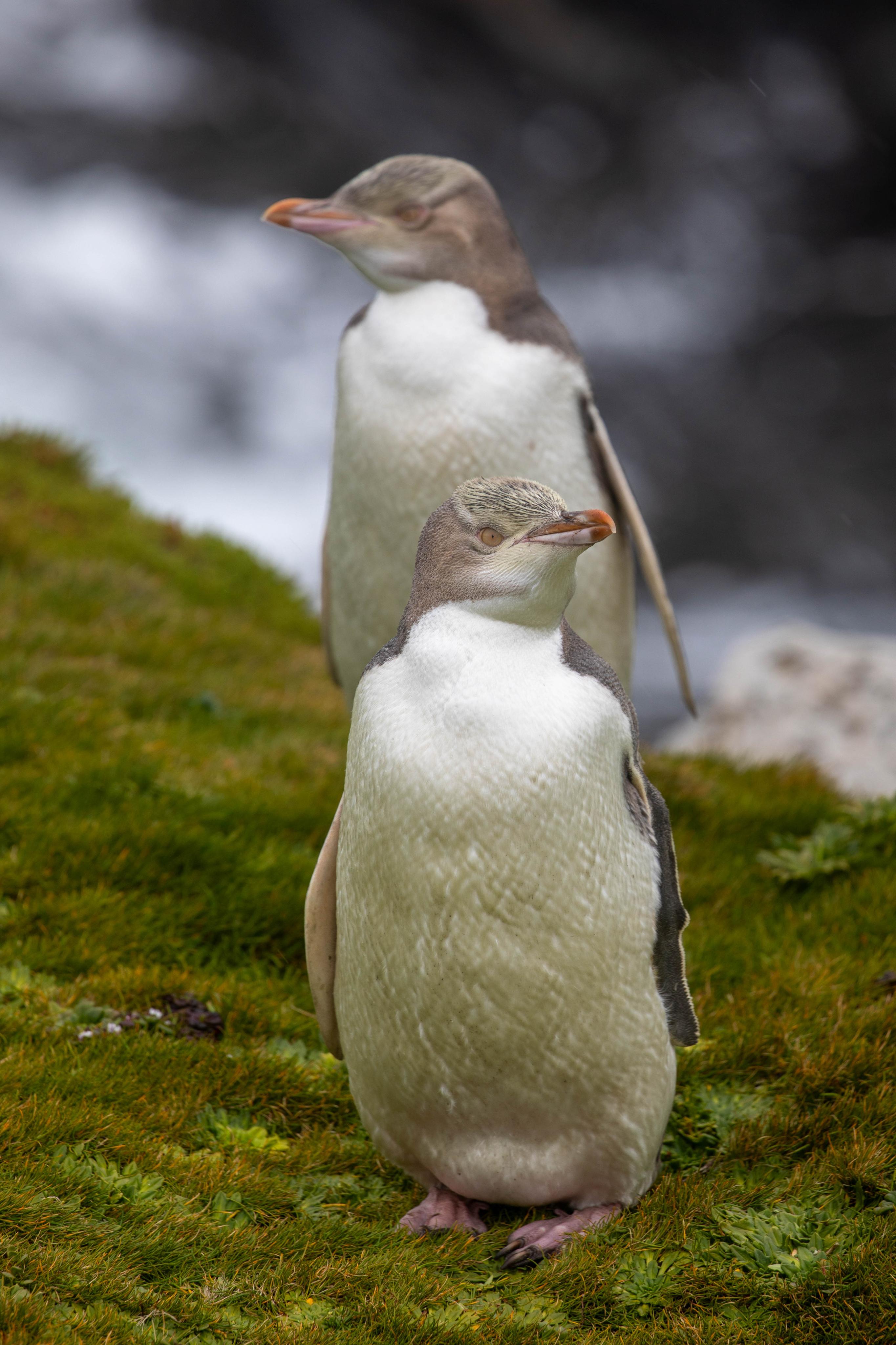 tourhub | Heritage Expeditions | Galapagos of the Southern Ocean 