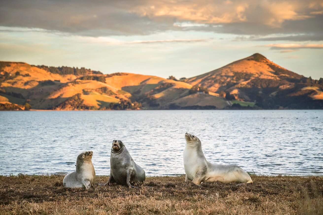 tourhub | Heritage Expeditions | New Zealand Coastal Odyssey 