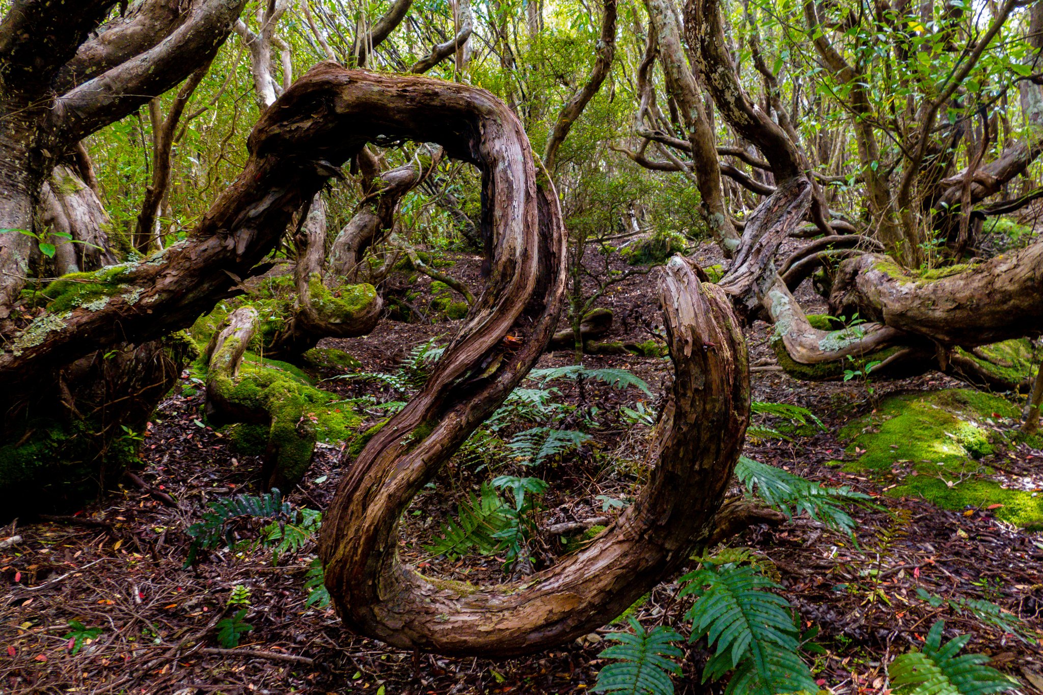 tourhub | Heritage Expeditions | Forgotten Islands of the South Pacific | HA261227A