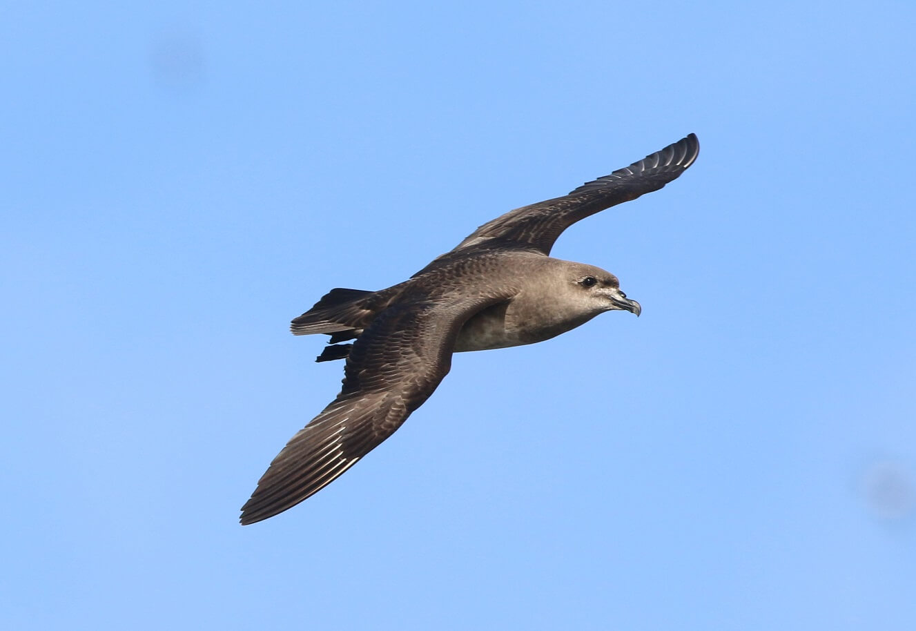 tourhub | Heritage Expeditions | Seabirds & Cetaceans of Australasia 