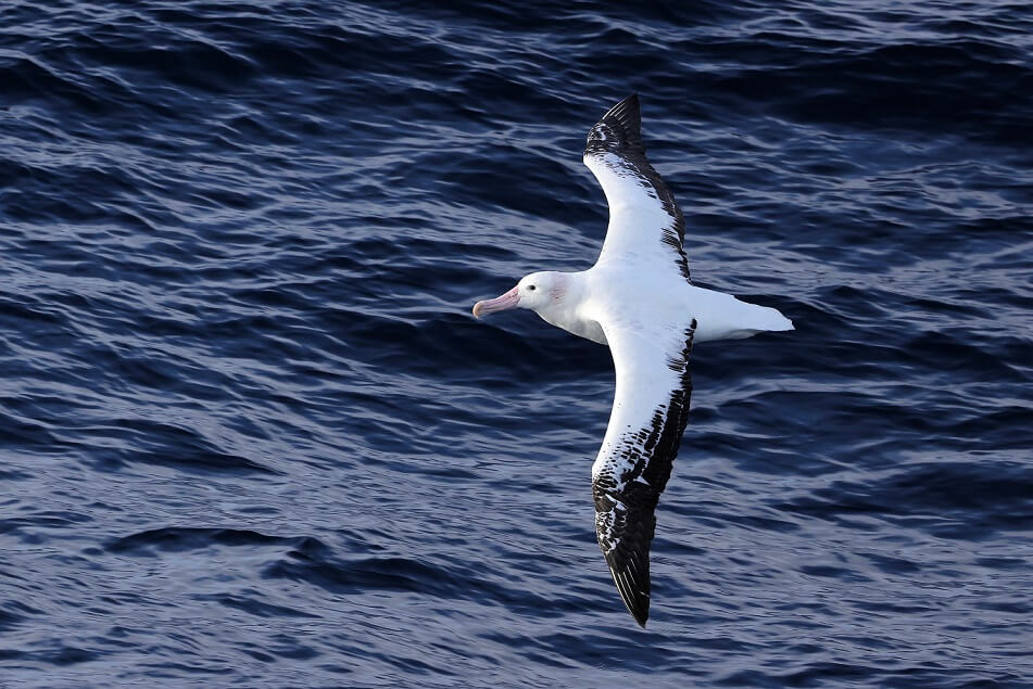 tourhub | Heritage Expeditions | Seabirds & Cetaceans of Australasia 