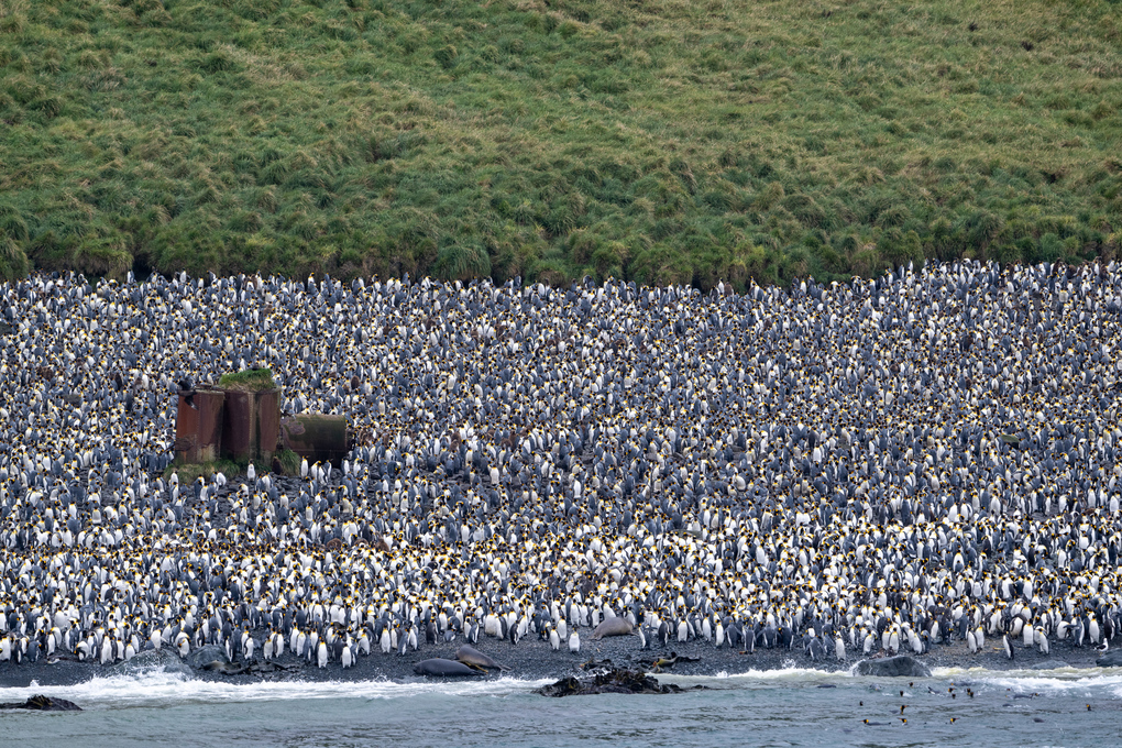 tourhub | Heritage Expeditions | Galapagos of the Southern Ocean 