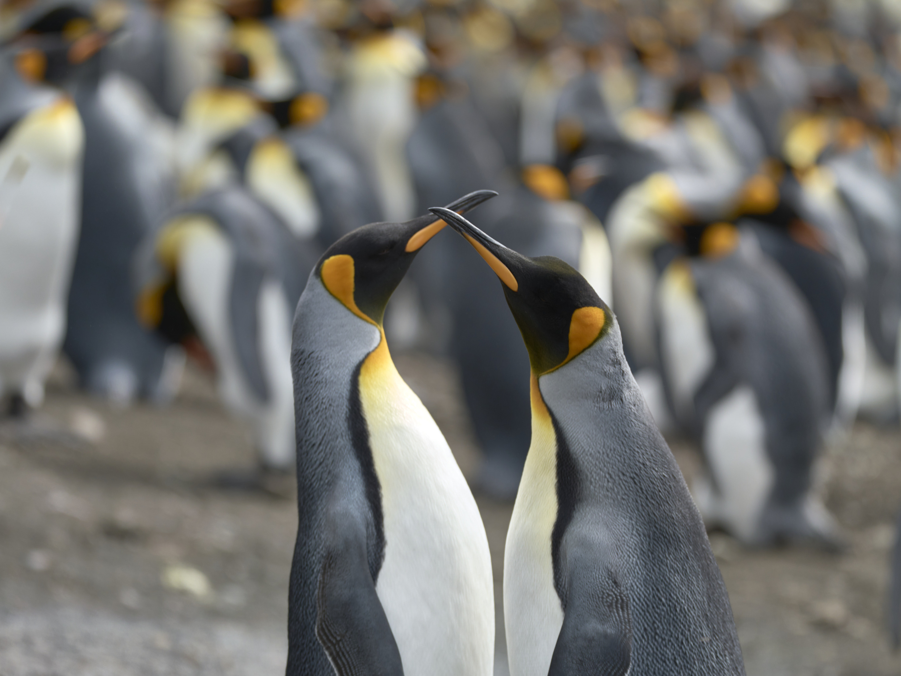 tourhub | Heritage Expeditions | Birding Down Under 