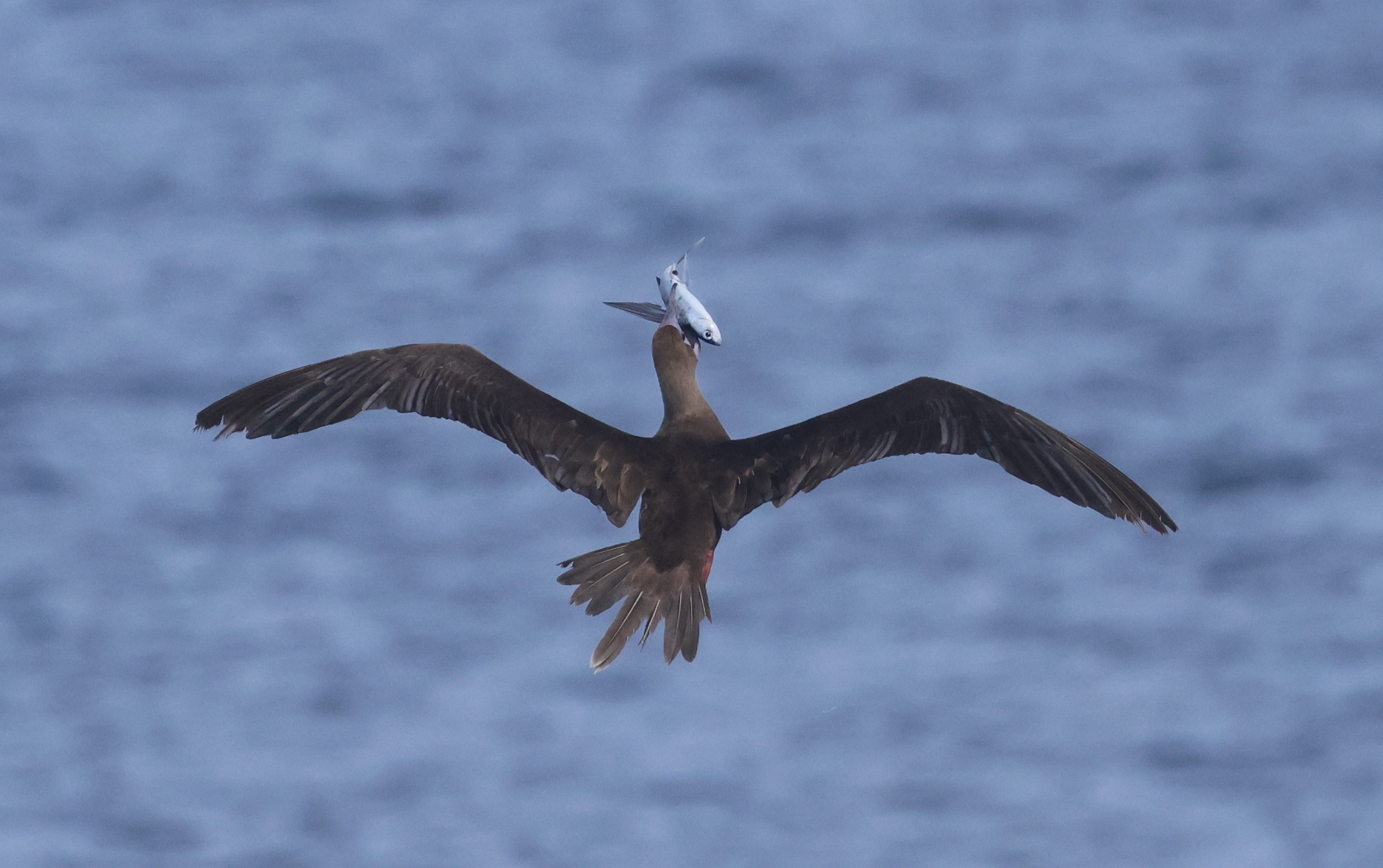 tourhub | Heritage Expeditions | Western Pacific Odyssey WPO 