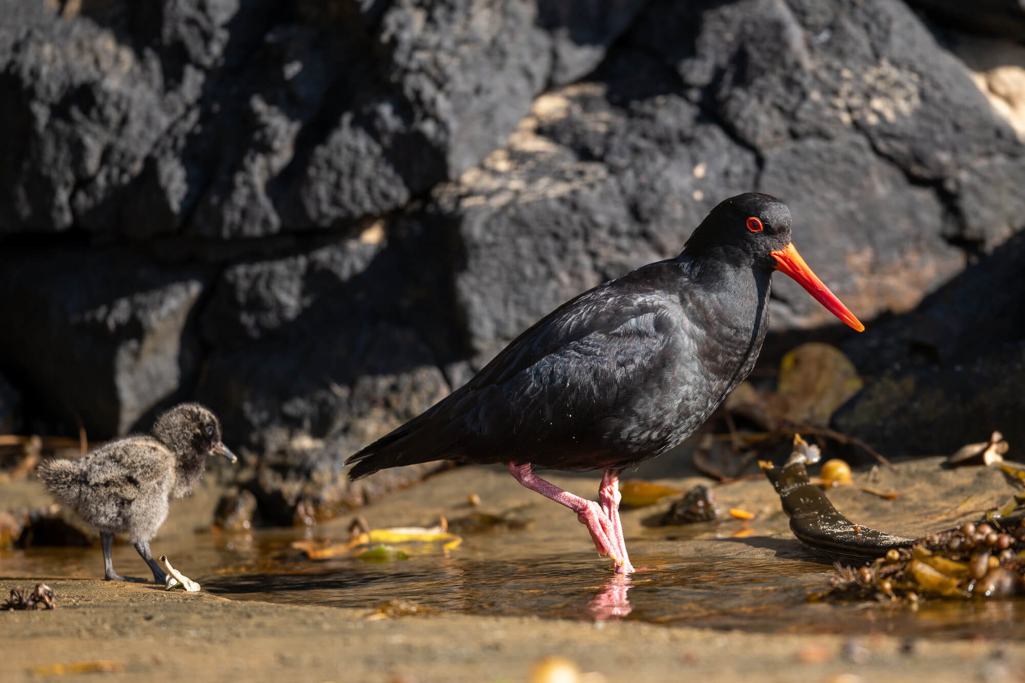 tourhub | Heritage Expeditions | Unseen Stewart Island 