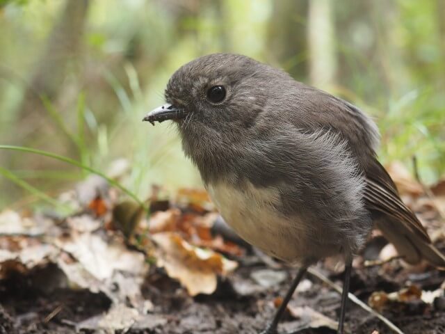 tourhub | Heritage Expeditions | Unseen Stewart Island 