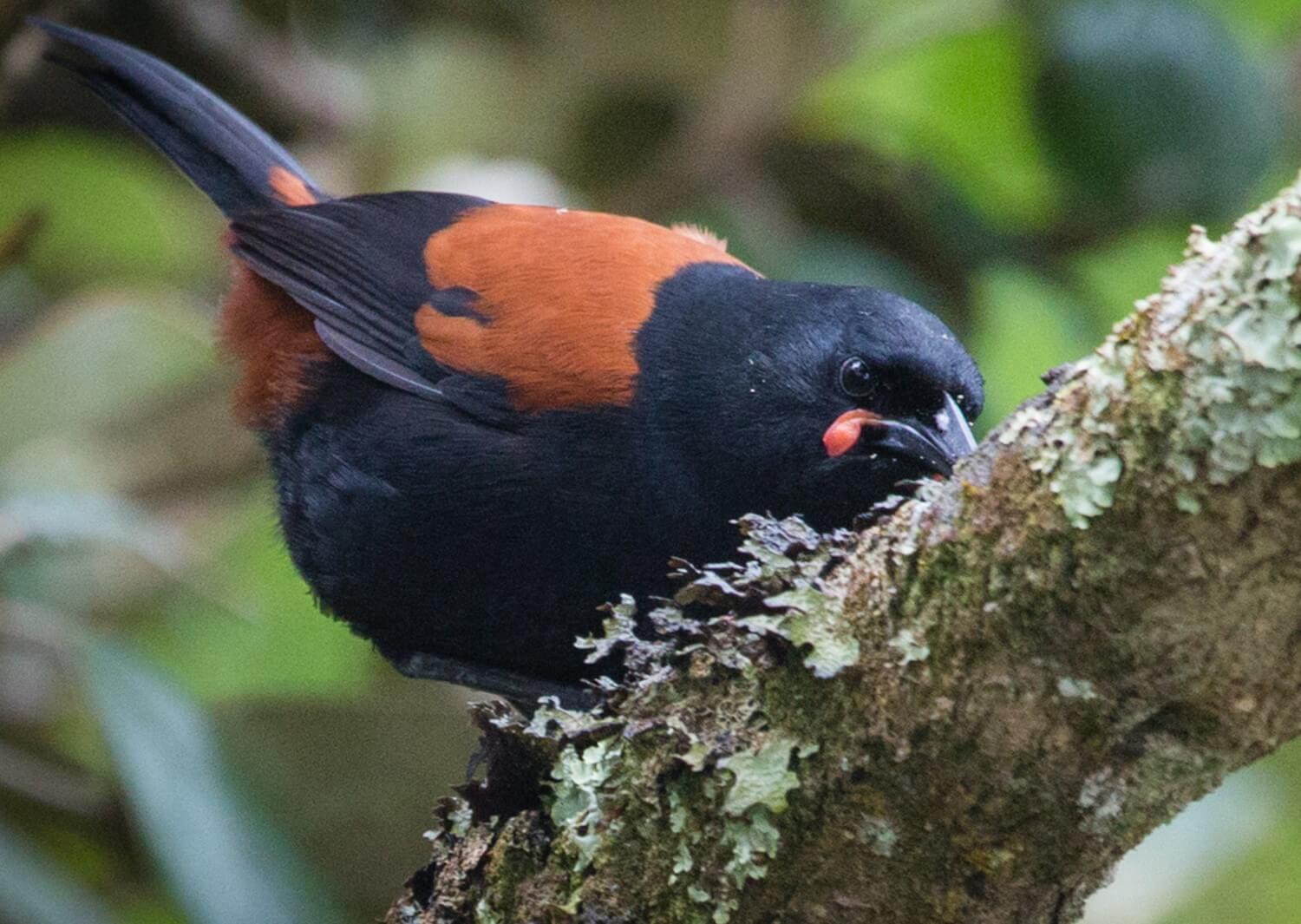 tourhub | Heritage Expeditions | Unseen Stewart Island 