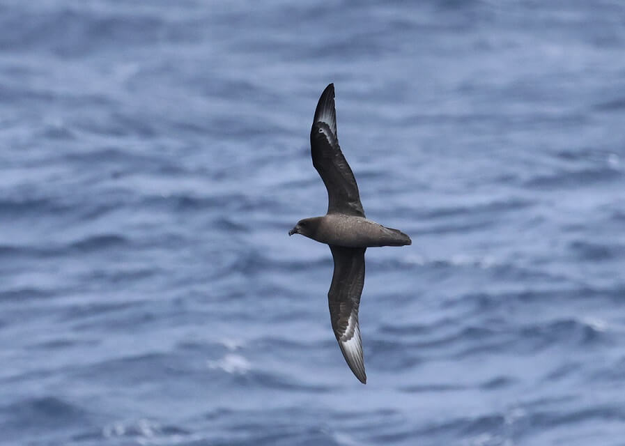 tourhub | Heritage Expeditions | Seabirds & Cetaceans of Australasia 